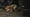 How NYC Became a Rat Kingdom
