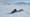 Collecting Mussels Under the Canadian Arctic Sea Ice