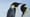In Search of Emperor Penguins on an Antarctic Expedition Cruise