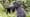 Rwanda - Among the Gorillas