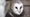 The Orphan Owl | Backyard Nature