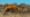 Camel Crisis in the Australian Outback