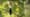 Hummingbirds: From Desert to Jungle