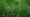 What Photosynthesis Looks Like Underwater