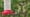 Buff-Bellied Hummingbird