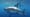 The New Technology Changing How We Track Sharks