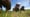 Bison Ranching