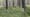 Longleaf Pine Flatwoods