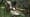 The Fuzzy Origins of the Giant Panda