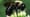 Mason Bee Revolution