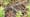 Northern Pine Snake