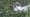 Dall Sheep