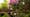 Rhododendron Garden Photo Essay