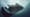 Manta Rays