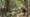 Belize – The Mayan Forest