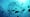 Introduction to the Great Barrier Reef