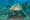 Sea Turtles: The Lost Years - Trailer