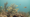 No Fish Left Uncounted - Trailer