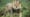 Preview of Big Cats, Small World: Outlanders