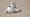 The Piping Plovers of Moonlight Bay