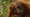 The Last Orangutan Eden - Preview
