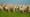 Shear Force: How Sheep Reshaped Scotland