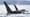 Invasion of the Killer Whales | Preview