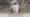 Gordon Getty: There Will Be Music