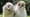 Owl Power - Preview