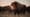 Behind the Scenes | Making The American Buffalo