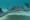 Grand Cayman’s Famous Stingrays - Trailer