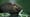 The Beaver Boom: How One Rodent Shaped a Continent