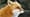 Fox Tales