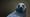 Bird Brain Preview