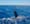 Billfish: Battle on the Line? - Trailer