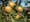 Washington's hard cider boom