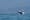 Scientists track humpback whale migration with help from AI