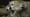 Wild Predator Invasion Preview