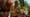 Attenborough's Life Stories: Part 1 Preview