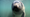 Manatees: Conserving a Marine Mammal - Trailer