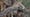 Preview of Big Cats, Small World: Landlords
