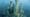 Corals in Crisis - Trailer