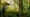 Did dinosaurs’ extinction give us fruit?