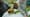 The Ghost Tree: Bringing Back the American Chestnut