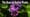 The Buzz On Native Plants