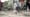 The Creole Pig: Haiti's Great Loss