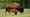 The Thunder of Bison Finally Returns to the Osage Prairie | WILD HOPE
