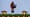Animated GIFs