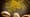Slime Molds