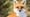 Sierra Nevada Red Fox